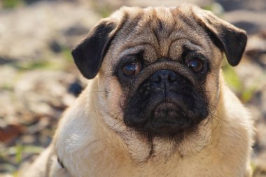 Portre küçük pug köpek. Yakın yüz.