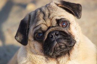 Portre küçük pug köpek. Yakın yüz.
