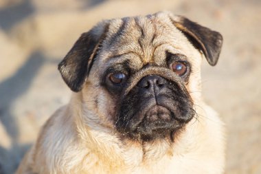 Portre küçük pug köpek. Yakın yüz.