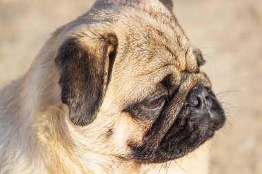 Portre küçük pug köpek.