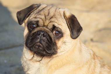 Portre küçük pug köpek.