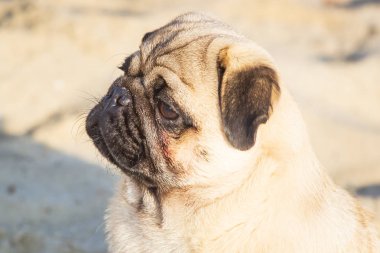 Portre küçük pug köpek.