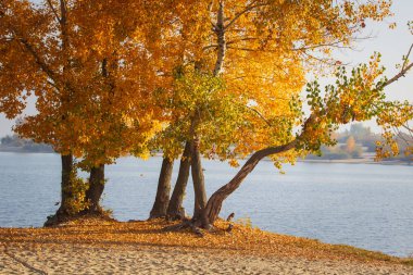 Sonbahar orman göl manzara. Sonbahar Orman Gölü su sahne. Altın Sonbahar Orman göl manzaralı.