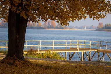 Sonbahar, güzel Avrupa orman. Ormandaki sonbahar renkleri.