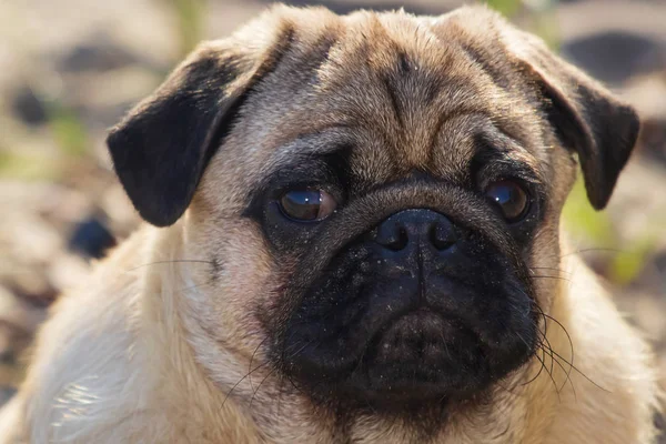 Portre küçük pug köpek. Yakın yüz.