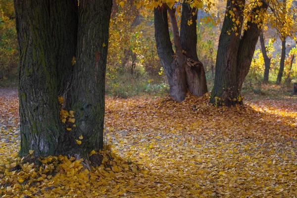 Красивий Європейський Ліс Восени Автономні Кольори Лісі — стокове фото