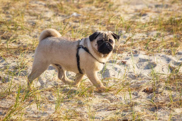 Portrait Pug Dog Big Sad Eyes Questioning Look Beach — Stock Photo, Image