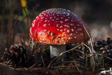 Amanita toksik zehir kırmızı mantar ormandaki kapatın. Makro fotoğrafçılık.