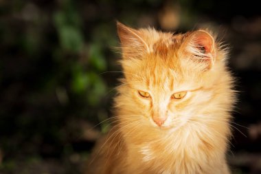 küçük kırmızı kedi açık havada dikey.