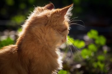 küçük kırmızı kedi açık havada dikey.