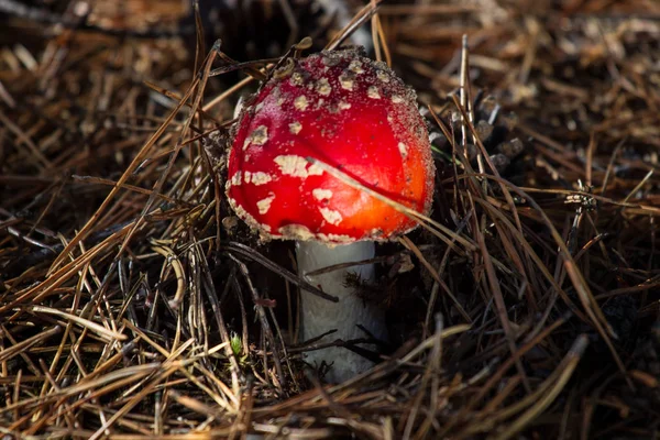 Amanita Toksik Zehir Kırmızı Mantar Ormandaki Kapatın Makro Fotoğrafçılık — Stok fotoğraf