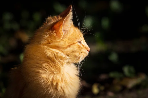 Kleine Rode Kitten Buitenshuis Portret — Stockfoto