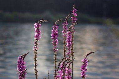 Nehir kıyısında küçük leylak çiçekleri ile Çalılar. Yaz kır çiçekleri