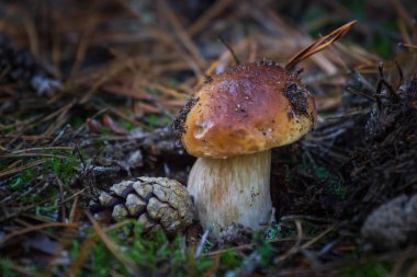 Ormanda büyük beyaz mantar. sonbaharda hasat yağmur sonra mantar.