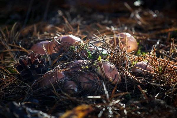 Gruppo Funghi Freschi Naturali Commestibili Nella Foresta Autunnale — Foto Stock