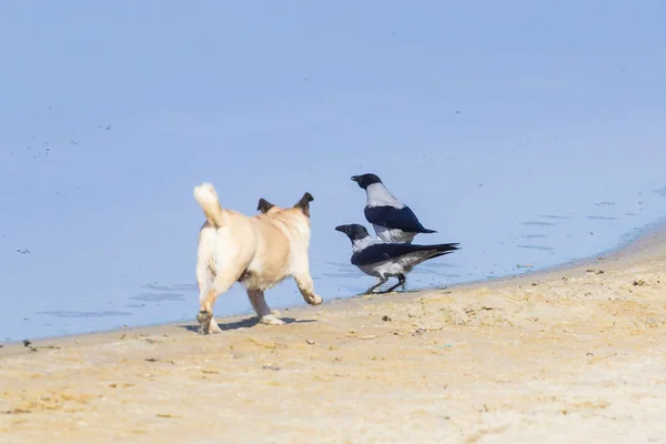 Running dog hunting on oyster-catcher.