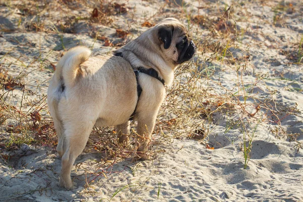 Portrait Pug Dog Sitting His Back Looking Out Distance Beach — Stock Photo, Image