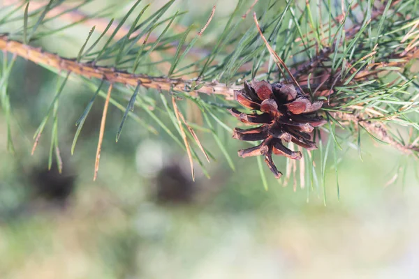 松の実と枝 — ストック写真