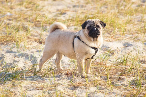 Portrait Pug Dog Sitting His Back Looking Out Distance Beach — Stock Photo, Image