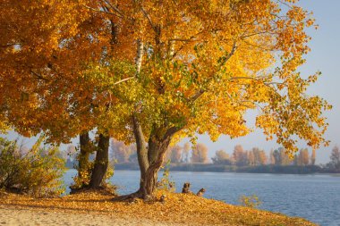 Sonbahar orman göl manzara. Sonbahar Orman Gölü su sahne. Altın Sonbahar Orman göl manzaralı.