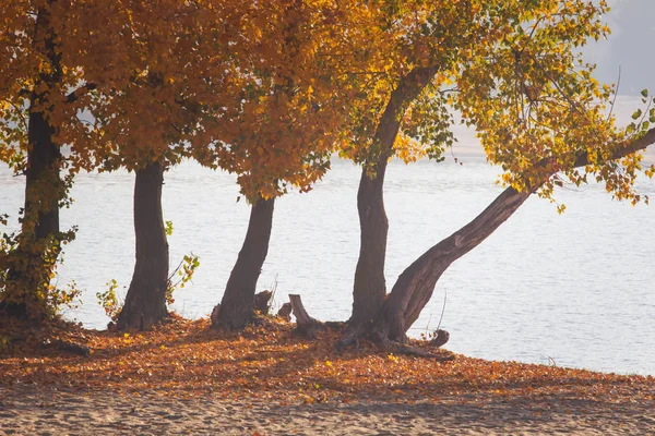 Otoño Bosque Lago Paisaje Bosque Otoño Lago Escena Del Agua —  Fotos de Stock