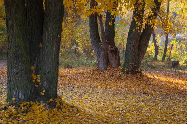 Красивий Європейський Ліс Восени Автономні Кольори Лісі — стокове фото