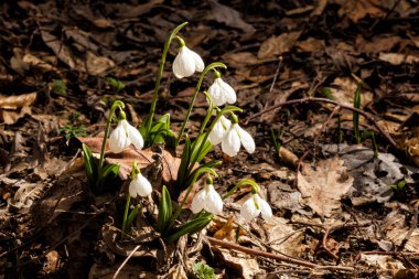 Bahar Park peyzaj. Orman bahar.