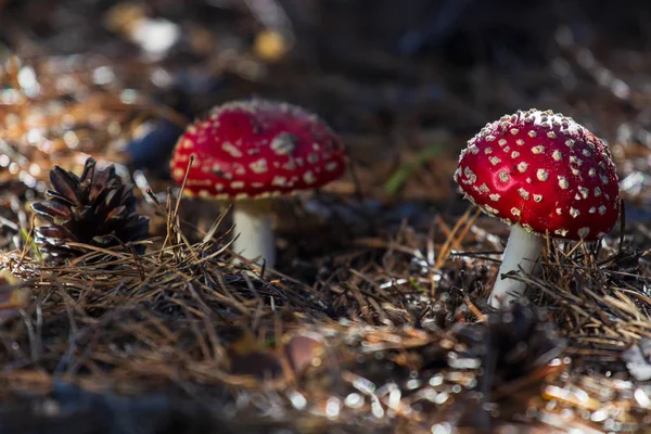 Muchomůrka Toxický Jed Červené Houby Lese Zblízka Makro Fotografie — Stock fotografie