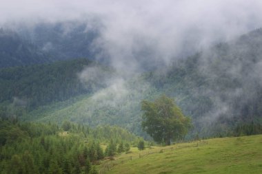 Misty Carpathian dağ manzarası ile çam ormanı, sis dışarı yapışmasını ağaçlar üst kısımları
