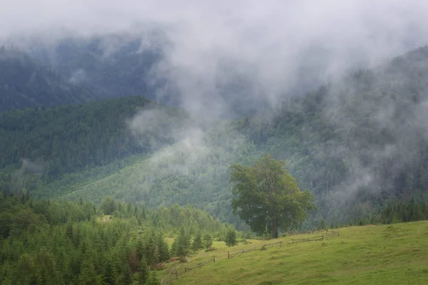 Misty Cárpatos paisaje de montaña con bosque de abeto, las copas de los árboles que sobresalen de la niebla —  Fotos de Stock