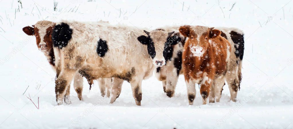 Cattle in the field covered with fresh snow. Cow and bulls