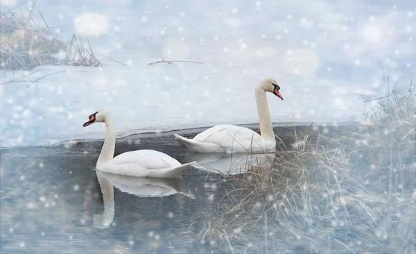 Two Swans Float Winter Blue Waters River Whose Shores Covered — Stock Photo, Image