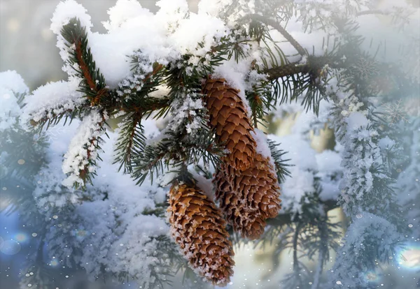 Fir Branch Pine Cone Snow Flakes Christmas Holidays Background — Stock Photo, Image