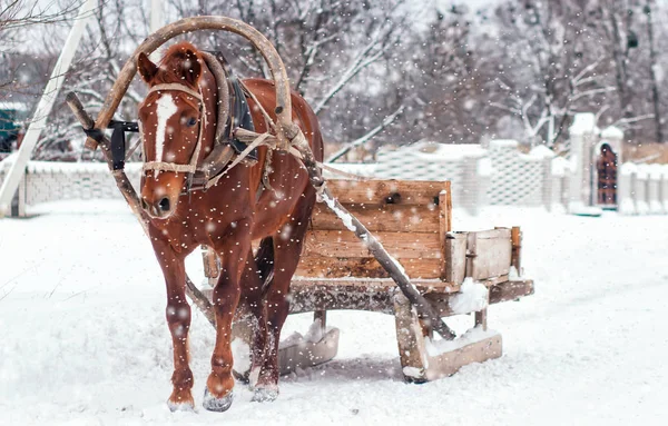 Kışın ahşap kızak çekerek Browne at. SnowLy gün — Stok fotoğraf