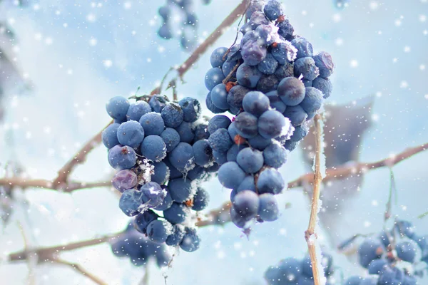 冷冻葡萄, 冬天。褪色的收获。园艺主题。季节性睡眠或死亡的概念 — 图库照片