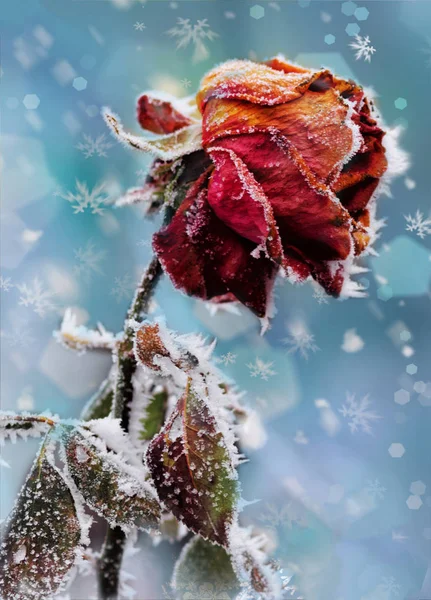 The Rose With Frost. Winter card