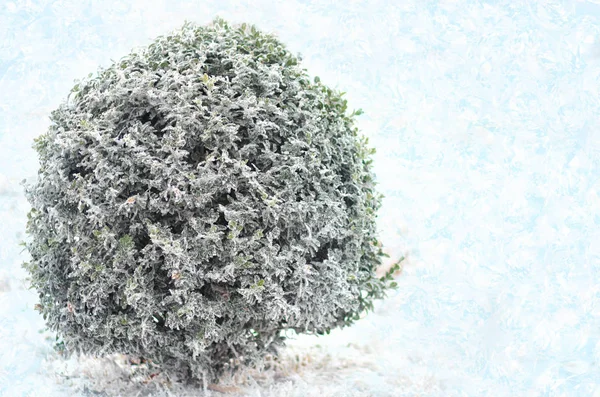 Bush Green Boxwood Snow — Stock Photo, Image