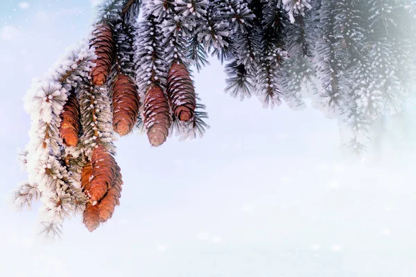 Kerstmis Achtergrond Met Vertakking Van Beslissingsstructuur Van Spar Winterlandschap — Stockfoto