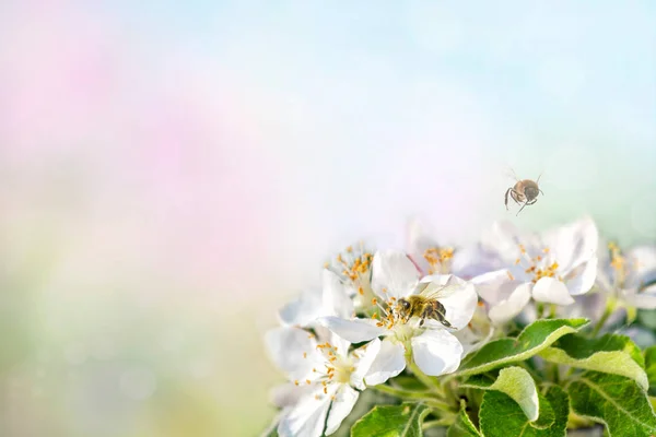 Honigbienen Sammeln Pollen Weißen Apfel Hintergrund Des Frühlings — Stockfoto