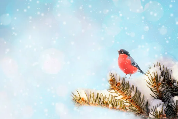 new year postcard bird bullfinch on a branch of a festive spruce with shiny hoarfrost sits in a beautiful winter park.