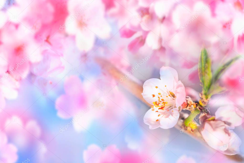 Spring Sacura Cherry blossoms, pink flowers background,