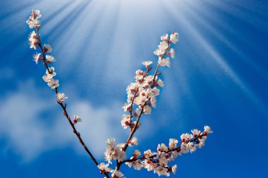Bir bulutlu mavi gökyüzü ve güneş ile çiçek açan ağaç dalları.