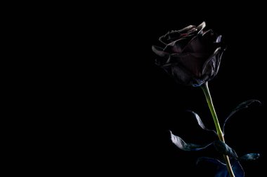 siyah bir arka plan üzerinde siyah gül. Metin için yer.