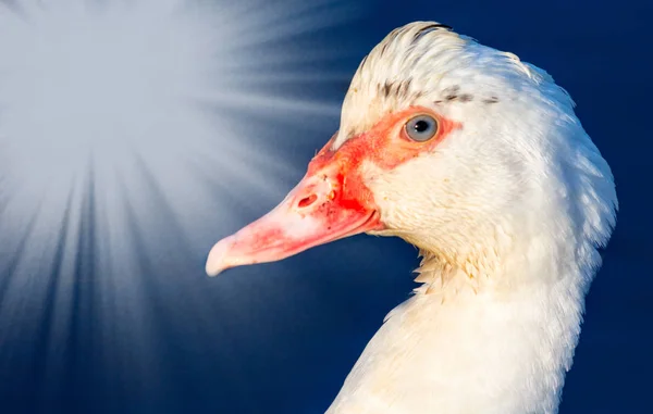 Close Pato Nadando Lagoa Com Brilho Sol — Fotografia de Stock