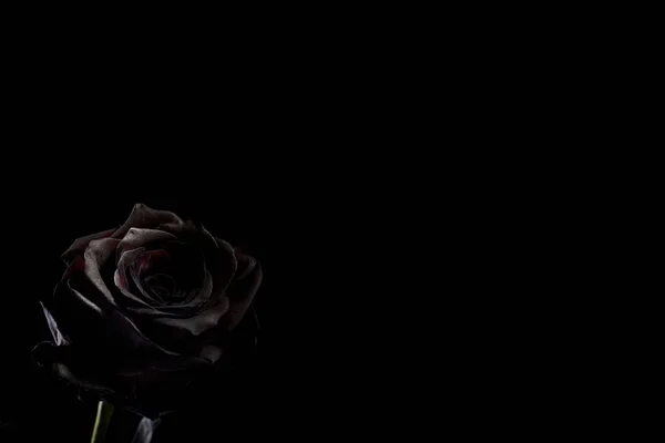 Black Rose Black Background Space Text — Stock Photo, Image