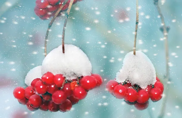 Red Bevroren Rowan Bessen Sneeuw — Stockfoto