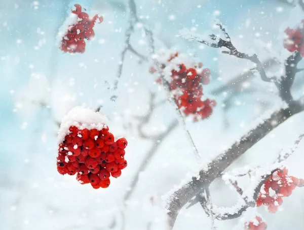 Baies Rowan Congelées Rouges Sur Neige — Photo