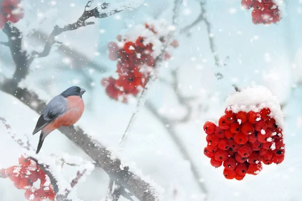 Male Pine Grosbeak Pinicola Enucleator Feeding Frozen Rowan Berries — Stock Photo, Image