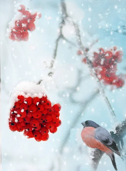 Grosbec Pin Mâle Pinicola Énucléateur Nourrissant Baies Rowan Congelées — Photo