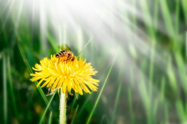 Arı üzerinde bir karahindiba. Güneşli bir gün, bahar ya da yaz arka plan, metin için yer.